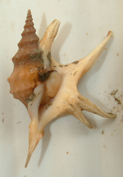 Aporrhais